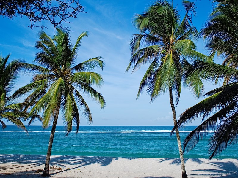 À L'ombre des palmiers de Tiwi Beach