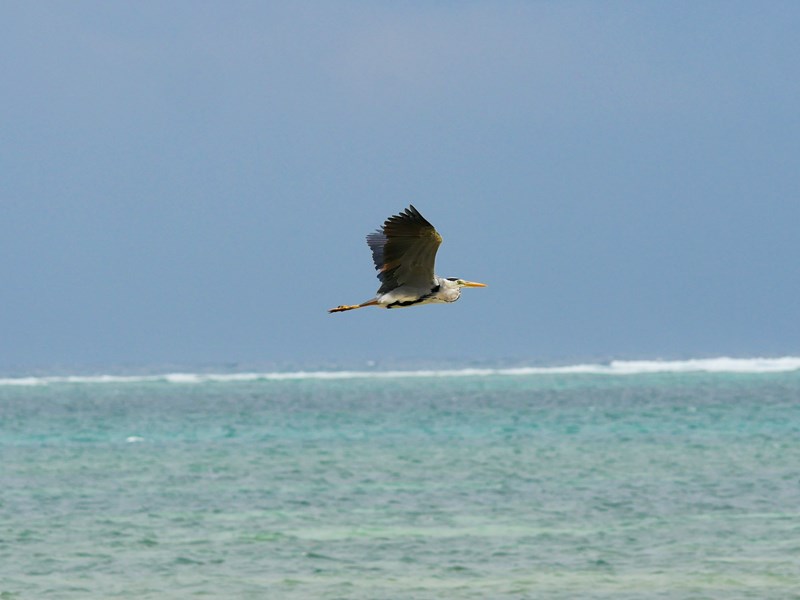 Héron cendré survolant Mombasa beach