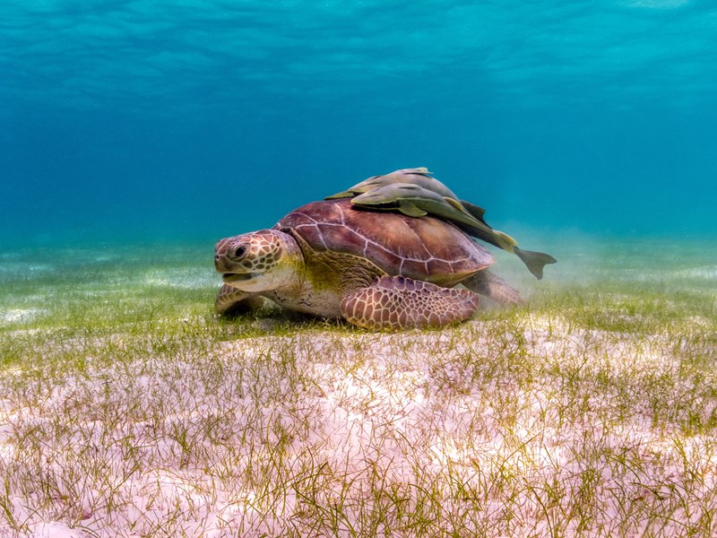 Observez les tortues en snorkeling
