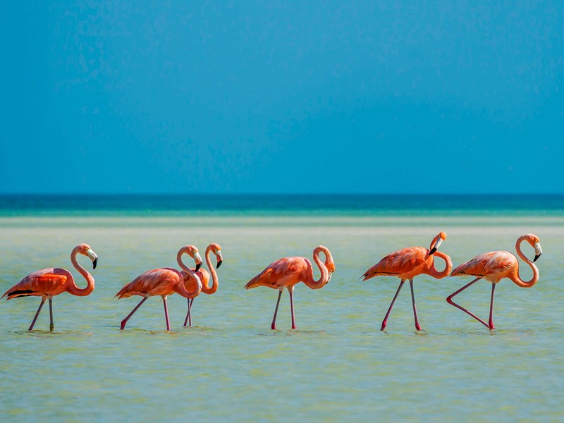 Admirez les flamants roses