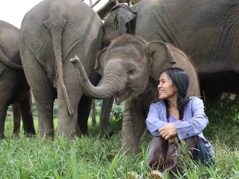Elephant Nature Park à Chiang Mai