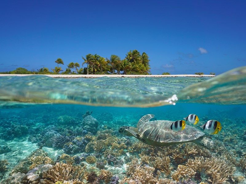 Plongez au milieu des tortues et poissons multicolores