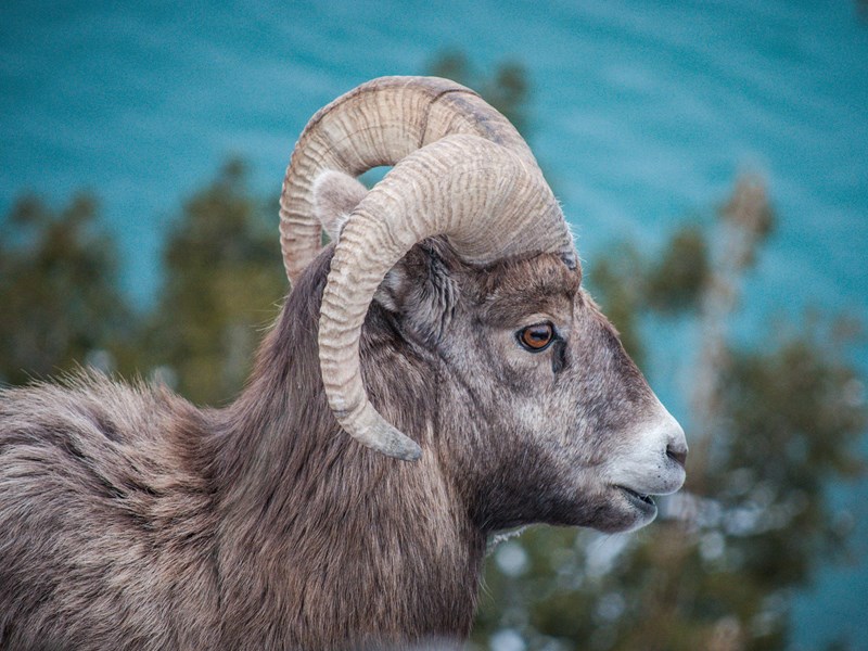 Mouflon dans le parc national Jasper