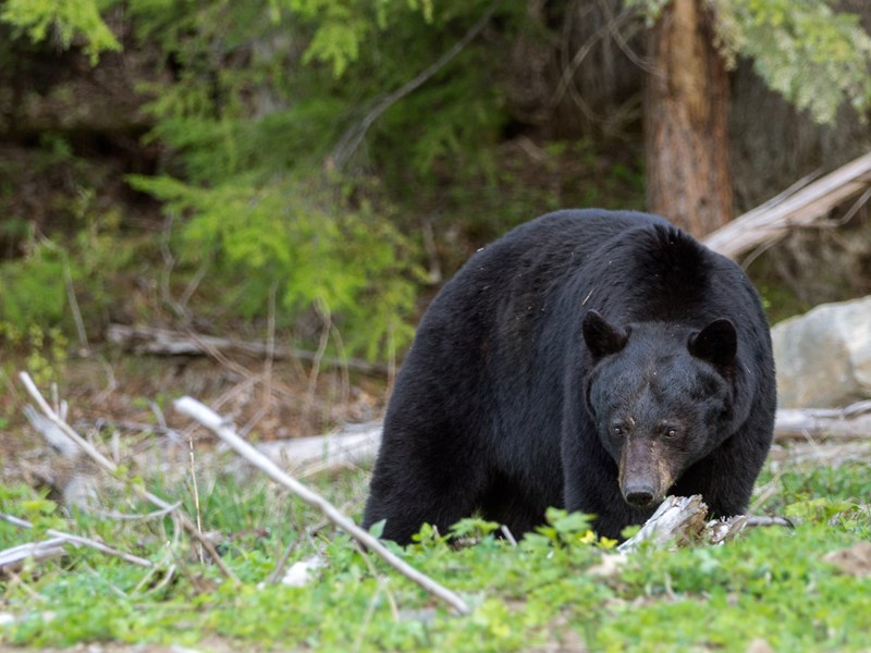 Ours noir majestueux dans le parc provincial Wells Gray