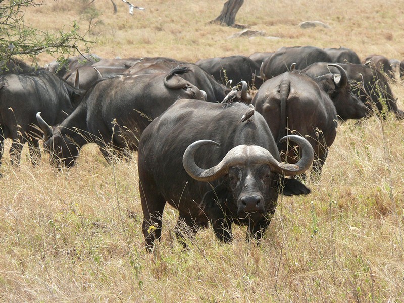 Les buffles du Parc National du Serengeti 