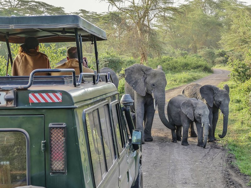 Rencontrez les éléphants du cratère du Ngorongoro