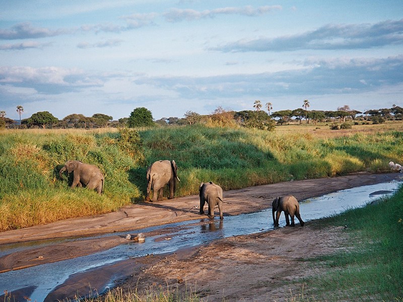 Les seigneurs du Parc de Tarangire : Les éléphants