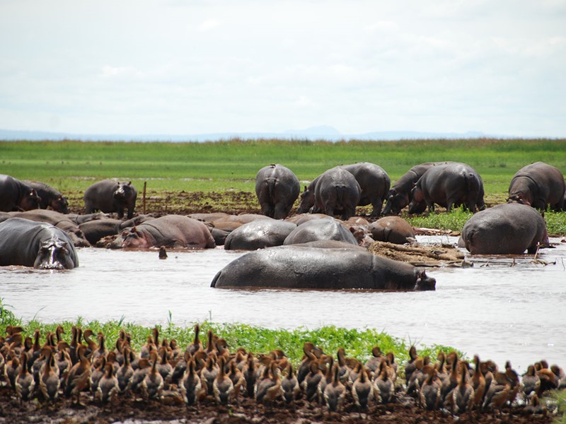 Hippopotames du Parc National de Manyara 