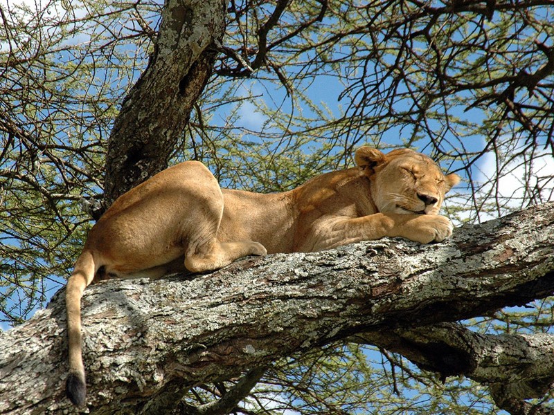 Vue des lions de Manyara perchés dans les arbres
