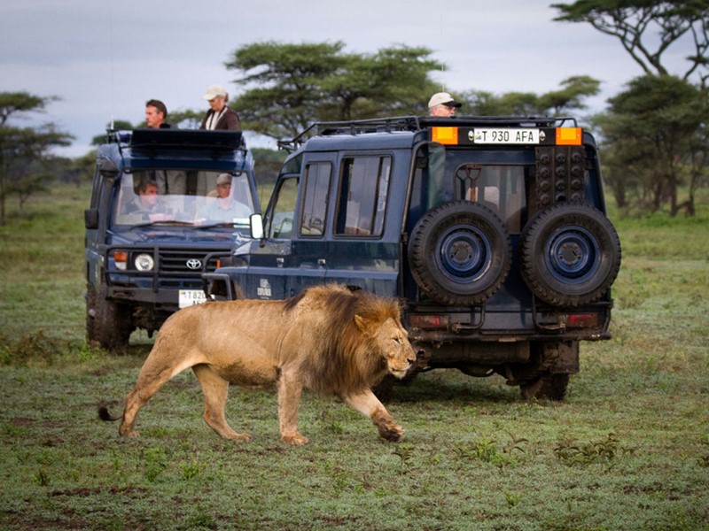 Safari dans le Parc National du Serengeti