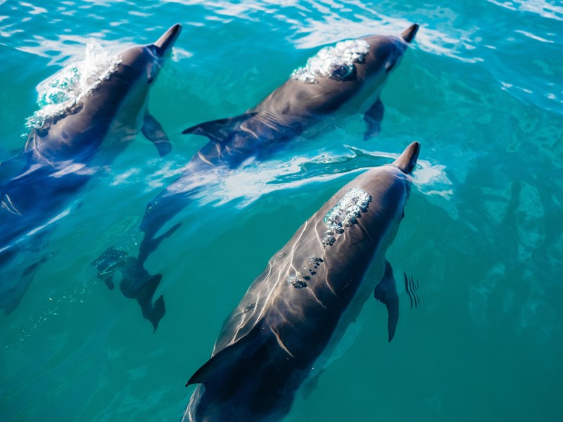 Nage avec les dauphins