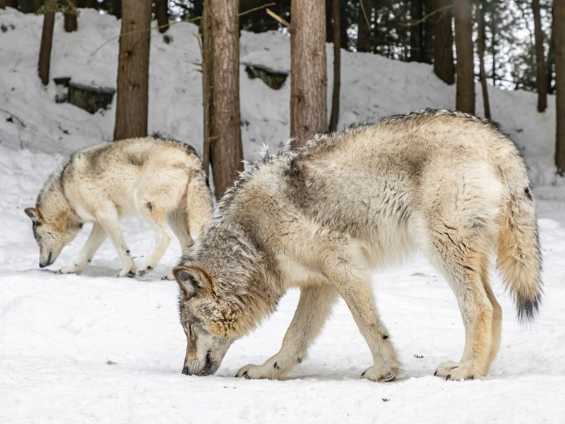 Les loups gris du parc d'Ottawa