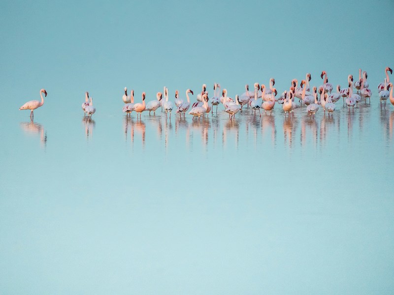 Les flamants roses de la côte namibienne