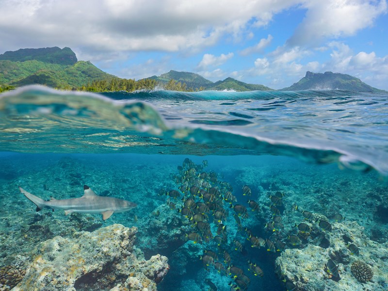 Découvrez une faune fascinante dans le lagon transparent