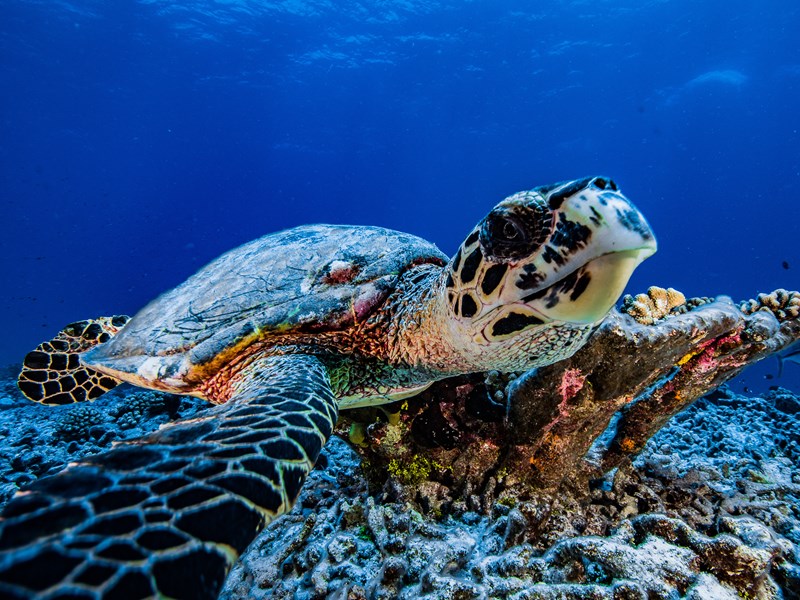 Le snorkeling vous révèlera un monde vibrant