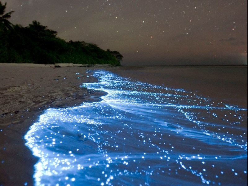 Observez la bioluminescence à Holbox