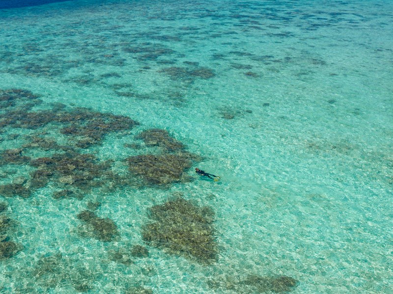 Faites du snorkeling au cœur du récif corallien