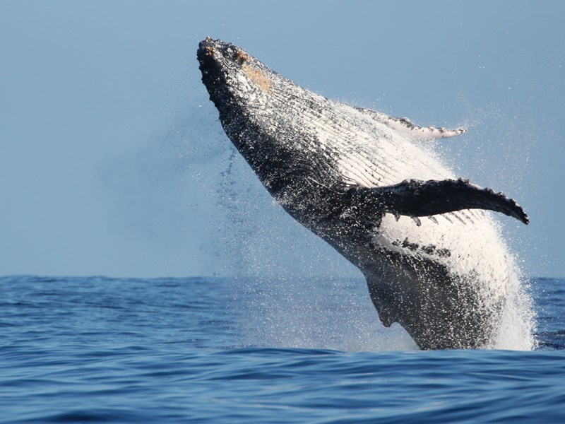 Impressionnant saut de baleine à La Réunion