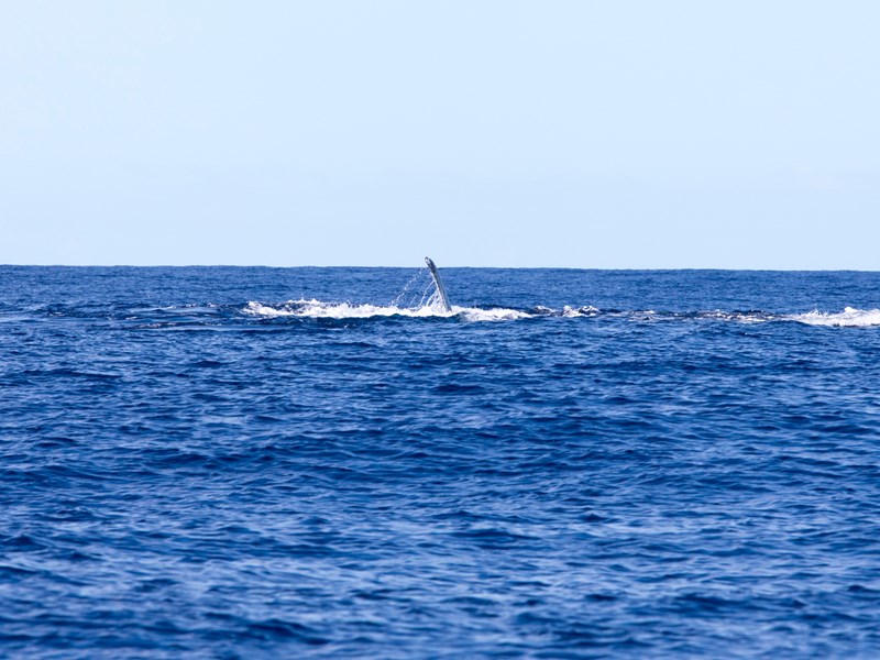 Découvrez les baleines à la surface de la mer 