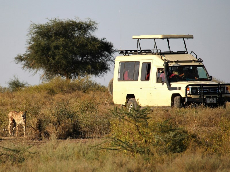 Un safari pour voir les Big Five