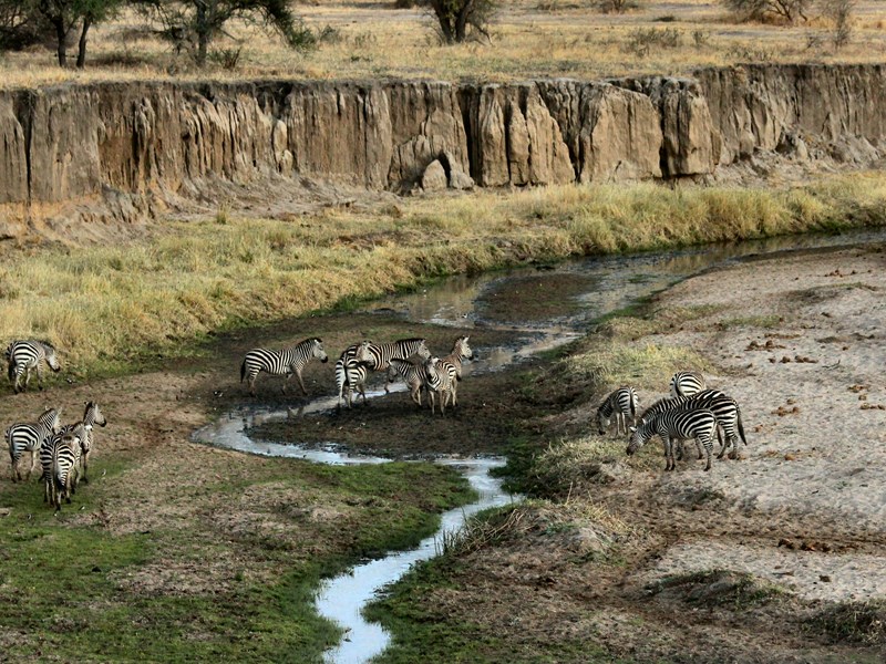 Les paysages inoubliables du parc national de Tarangire