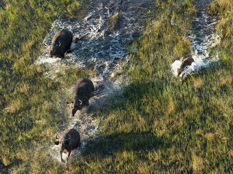 Les grandes migrations au Botswana