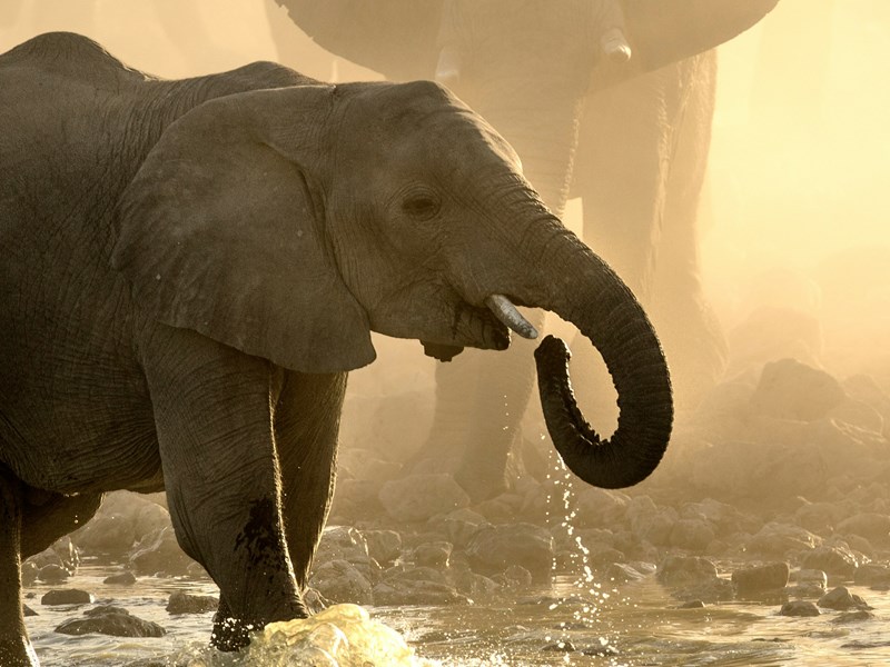 Une rencontre inoubliable avec les éléphants