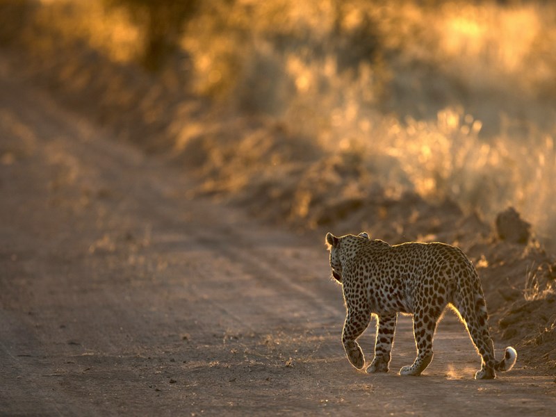 Sur la route avec les léopards