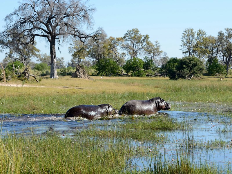Les hippopotames dans le delta de l'Okavango