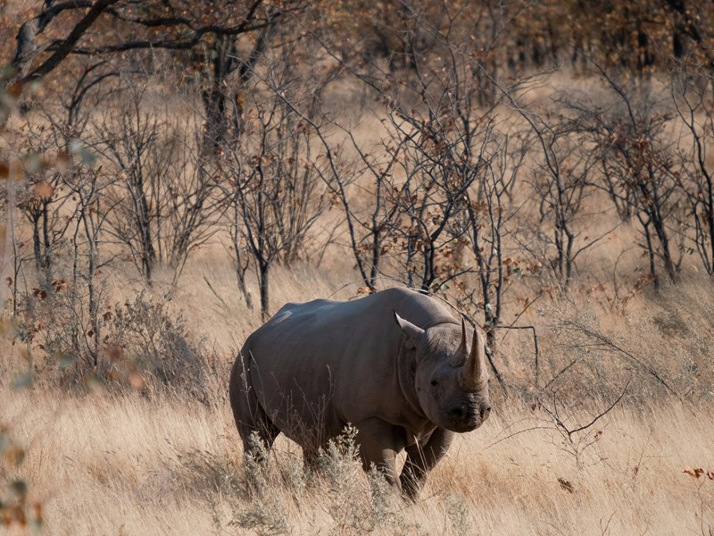 Un rhinocéros noir dans le parc d'Etosha en Namibie