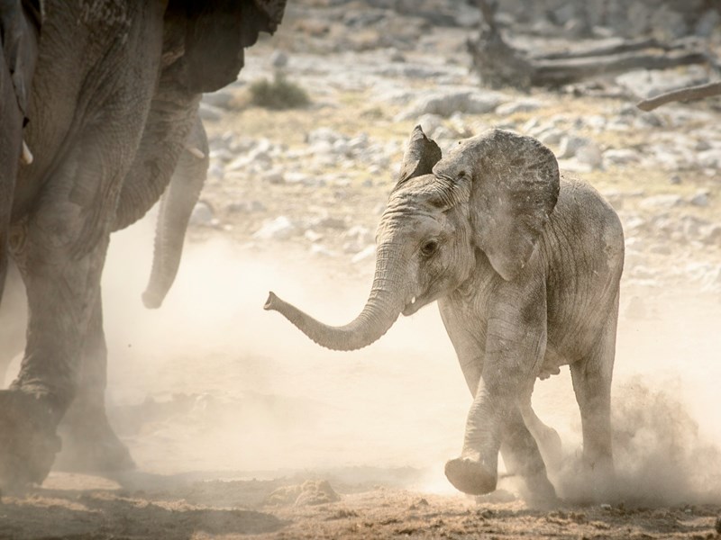 Un bébé éléphant d'Afrique
