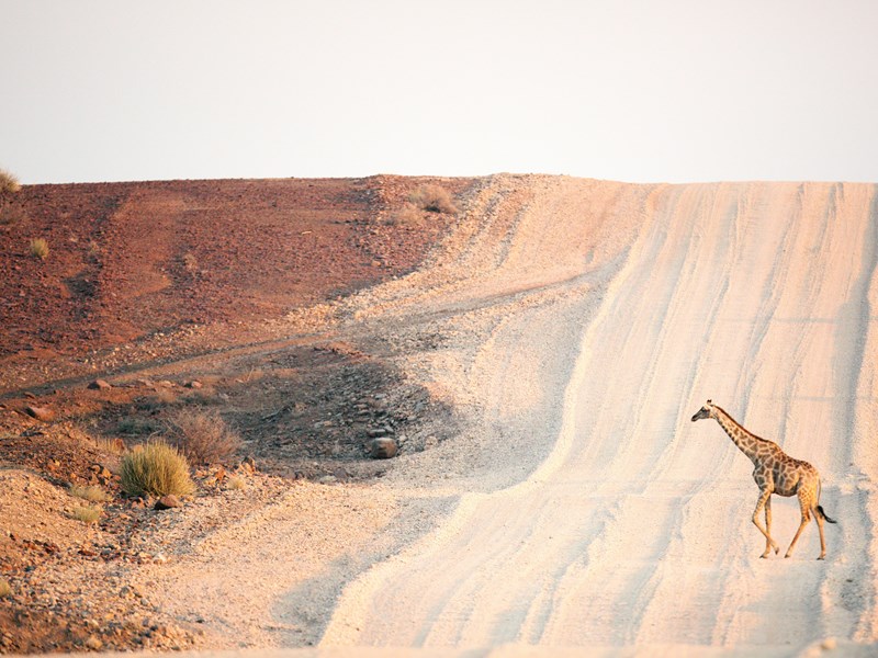 Les girafes en Namibie traversant la route