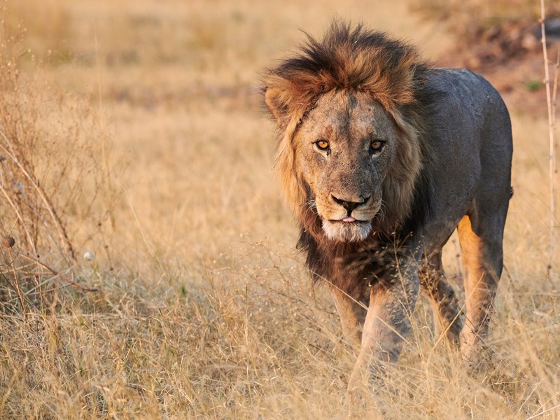 Instants suspendus auprès des lions