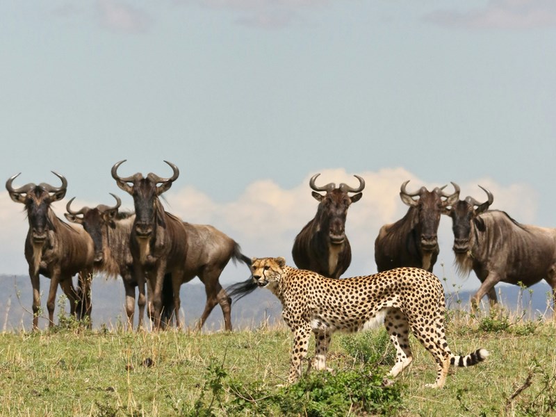 Safari en Afrique du Sud, en pleine immersion