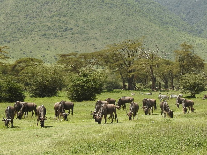 Les paysages diversifiés pour voir les Big Five