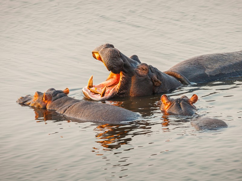 Rencontres dans les eaux du Botswana