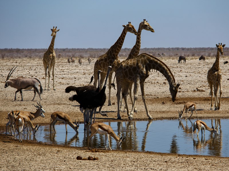 Les animaux rassemblés autour d'un point d'eau en Namibie