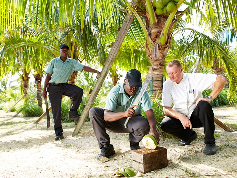 Plantation de cocotiers