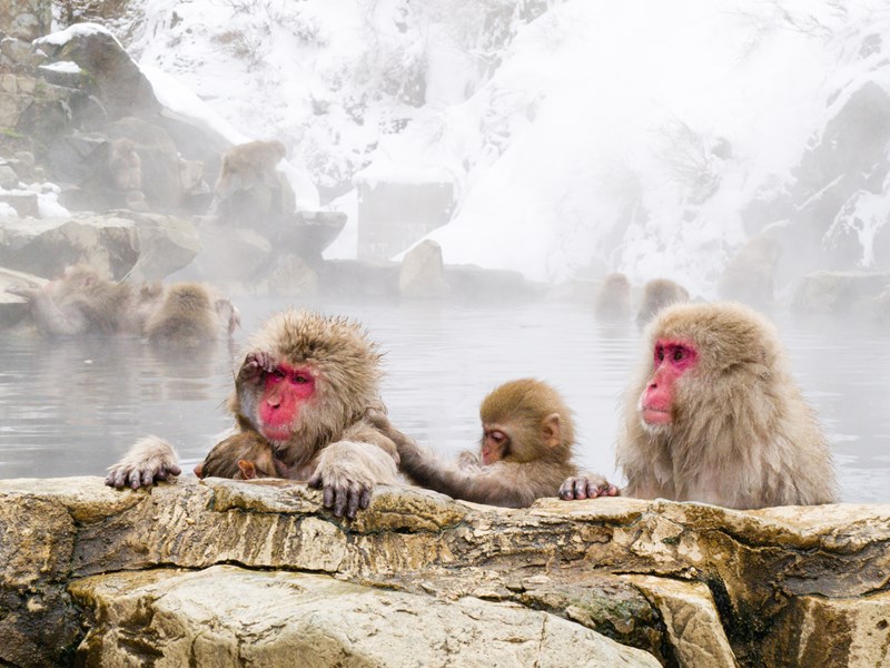 Nagano et ses singes des neiges