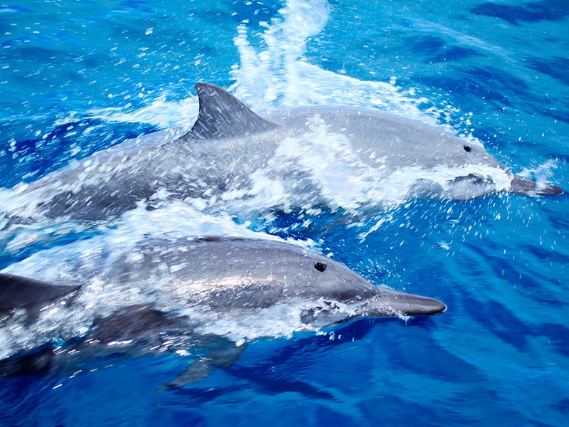 Les dauphins proches de la pension Les Relais de Joséphine