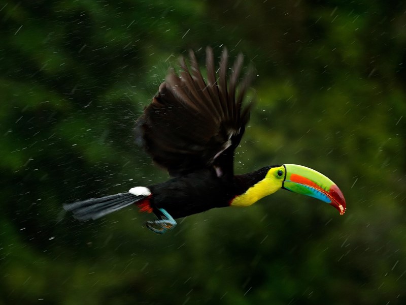 La beauté du toucan en plein vol