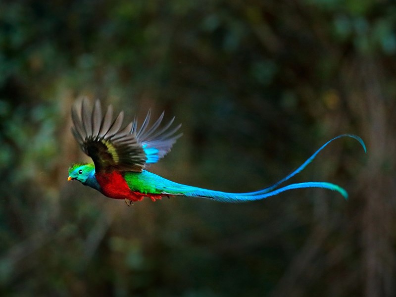 Un magnifique quetzal resplendissant en plein vol 