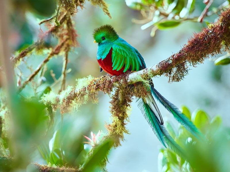 Levez bien les yeux pour observer le quetzal resplendissant