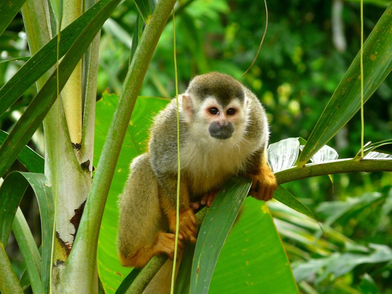 Petit singe écureuil dans le parc Manuel Antonio
