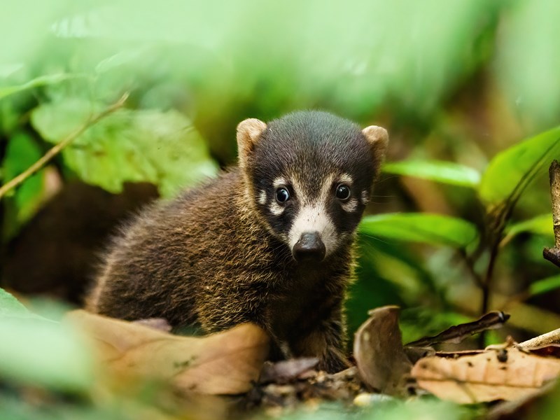 Un bébé coati dans la jungle