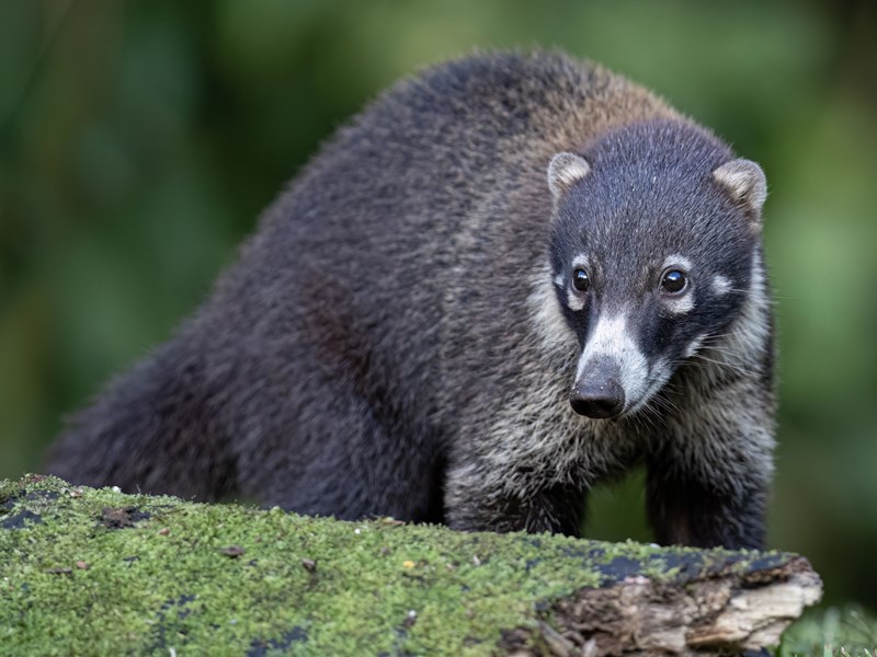 Un coati à nez blanc