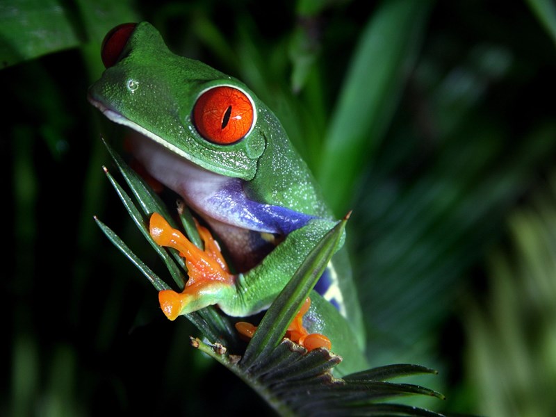 Des yeux hypnotisants pour cette rainette