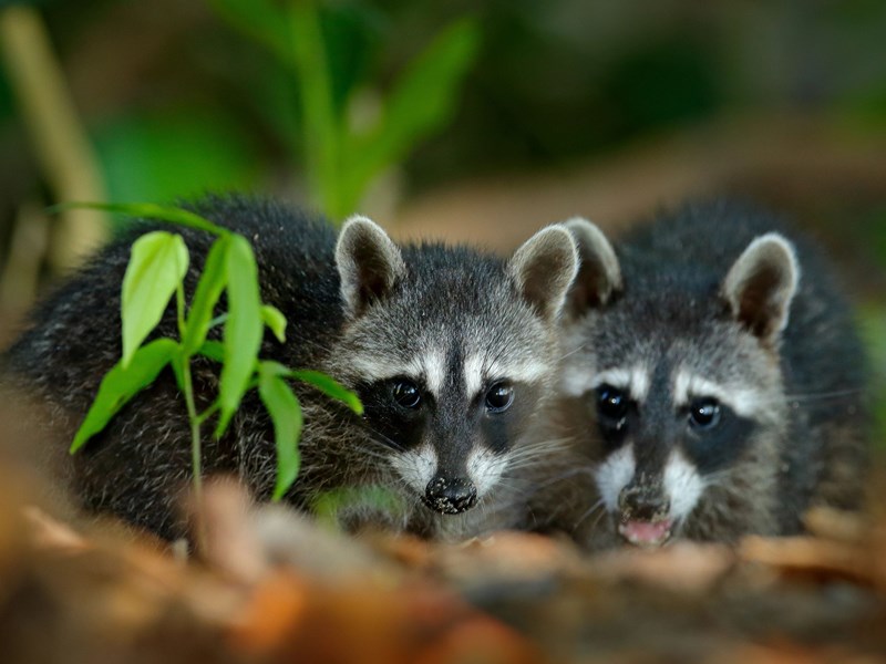 Baladez-vous avec les ratons laveurs du parc Manuel Antonio