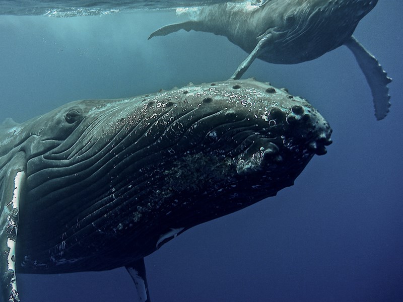 Le spectacle d'une baleine à bosse avec son baleineau