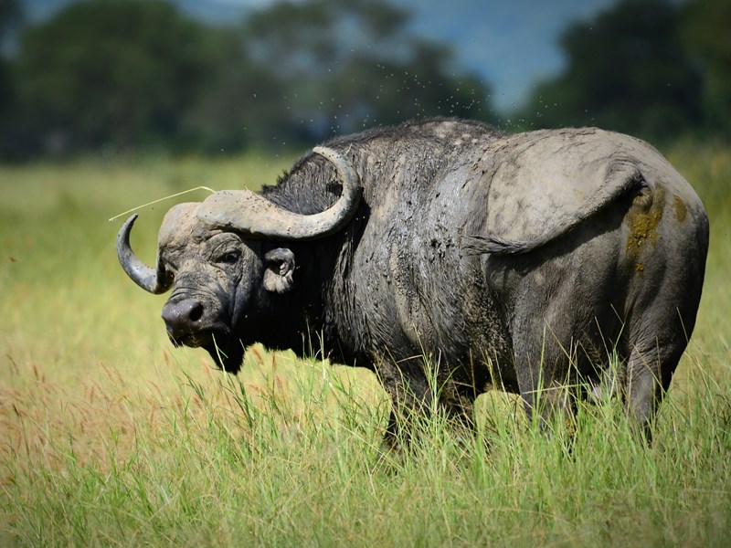 Le buffle, compte par les grands animaux d'Afrique